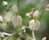 Moringa oleifera Lam. Fleurs.