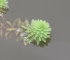 Myriophyllum aquaticum (Vell.) Verdc.