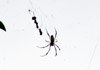 Araignée Néphila bibe