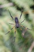 Araignée Néphila bibe