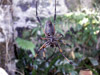 Néphila Araignée La Réunion