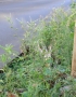 Nicotiana plumbaginifolia Viv.