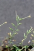 Nicotiana plumbaginifolia Viv.