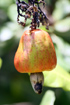 Fruit : noix de cajou