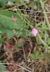 Oenothera rosea Aiton. Rose du Mexique. Onagre rose.