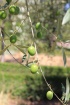 Olives, Olea europaea L.