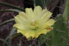 Opuntia ficus-indica. Fleur.