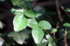 Feuilles : Triphasia trifoliata. Orangine