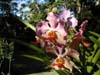 Orchidées de La Réunion