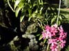 Orchidées de La Réunion