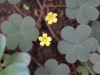 Oxalis corniculata L. Fleur.