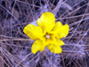 Fleur Pachypodium rosulatum
