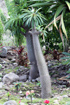Pachypodium lamerei. Palmier de Madagascar.