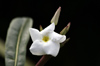 Fleur Pachypodium lamerei