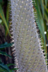 Tronc Pachypodium lamerei