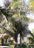 Arenga pinnata (Wurmb) Merr. Palmier à sucre.