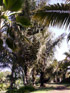 Palmier à sucre. Arenga pinnata (Wurmb) Merr.