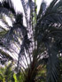 Palmier dattier Phoenix dactylifera