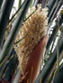 Palmier dattier : inflorescence