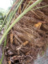 Palmier dattier : tronc