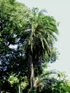 Palmier du Sénégal ou Phoenix du Sénégal ou Dattier du Sénégal - Phoenix reclinata