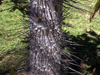Aiphanes horrida (Jacq.) Burret. Palmier ébouriffé ou Ruffle palm.
