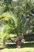 Ravenea rivularis. Palmier majesté, majesty palm