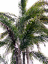 Palmier pêche Fruit Papérou - Bactris gasipaes