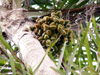 Palmier pêche Fruit Papérou - Bactris gasipaes