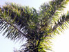 Palmier plume ou palmier de Madagascar Dypsis madagascariensis Flore île de La Réunion