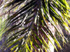 Palmier plume ou palmier de Madagascar Flore île de La Réunion