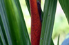 Cyrtostachys renda Blume, Palmier rouge à lèvres