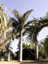 Palmier royal. Roystonea regia (Kunth) O.F.Cook.