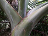 Hyophorbe indica, Palmiste poison, Palmiste cochon Endémique La Réunion