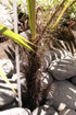 Acanthophoenix rousselii N. Ludw. Palmiste Roussel ou Palmiste trois-mares. Palmier endémique de La Réunion.