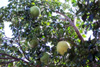 Pamplemoussier. Fruit : Pamplemousse. Citrus maxima