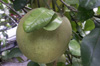Fruit Pamplemousse. Citrus maxima