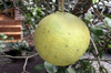 Pamplemousse. Citrus maxima