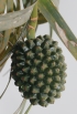 Fruit : Pandanus montanus Bory.