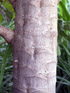 Papayer Papaye tronc Carica papaya