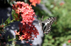 Papillon de La Réunion Papilio demodocus