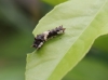 Chenille juvénile, Papilio demodocus.
