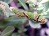 Chenille adulte, Papilio demodocus.