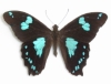 Papilio phorbanta Linné, 1771. Mâle.