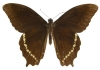 Papilio phorbanta Linné, 1771. Femelle.