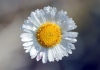 Fleur Erigeron karvinskianus.