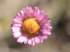Fleur Marguerite folle. Erigeron karvinskianus.