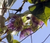Passiflora maliformis. Fleurs.