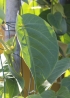 Passiflora maliformis. Feuilles.