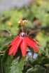 Fleur Passiflora miniata. Fleur de la passion écarlate